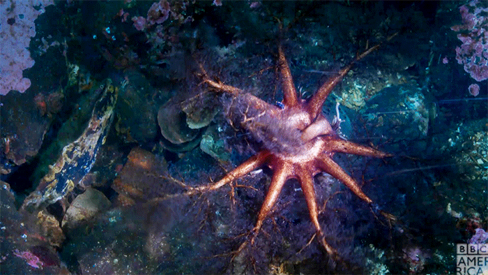 A sea cucumber using its tentacles to shovel food into its mouth